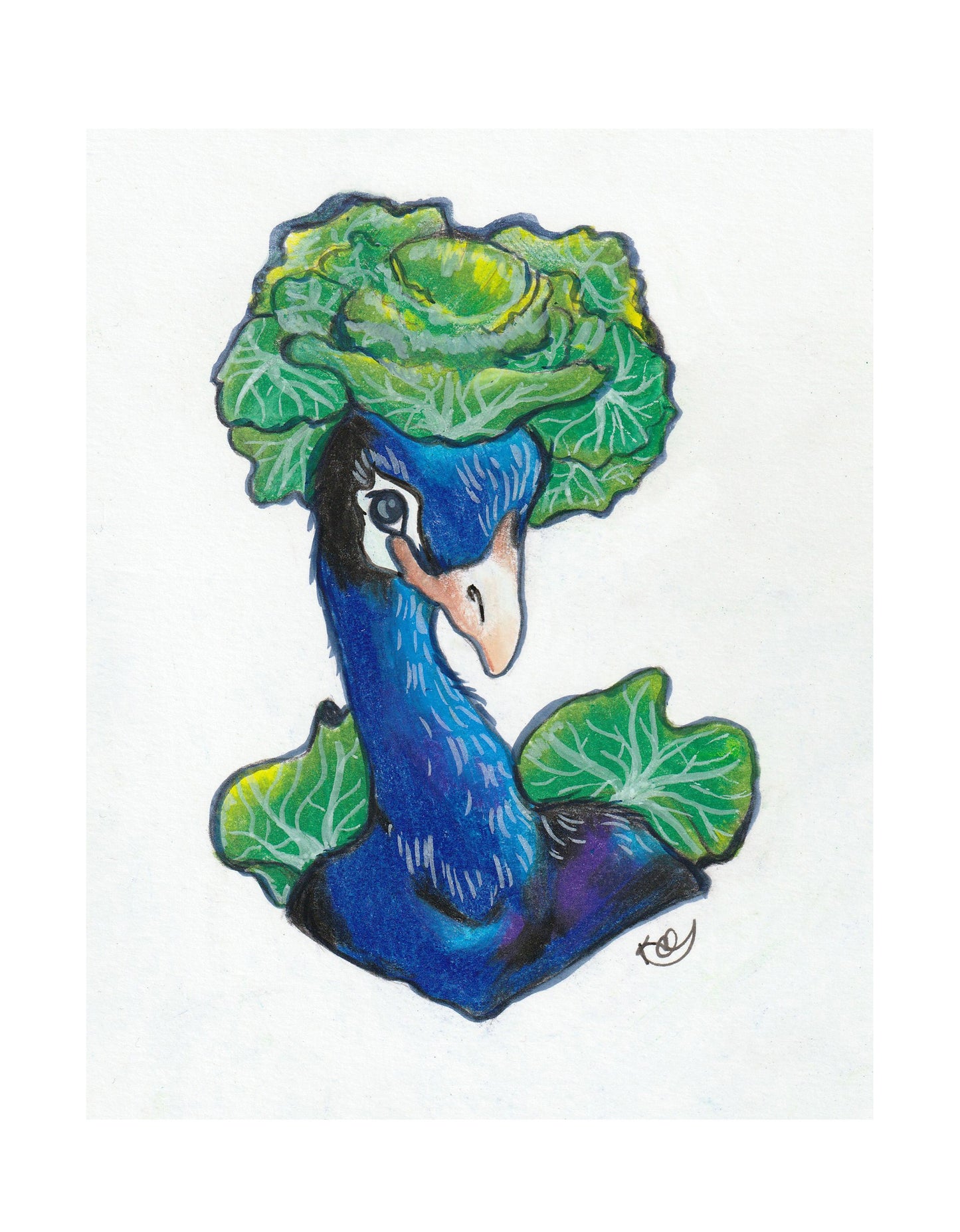 Cabbage Peacock | Original